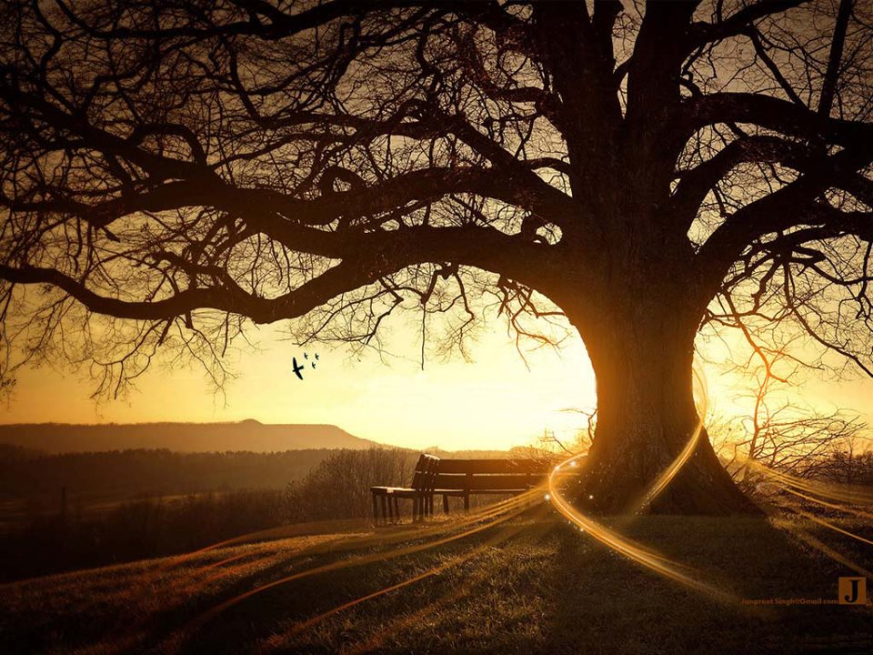 Tree of life